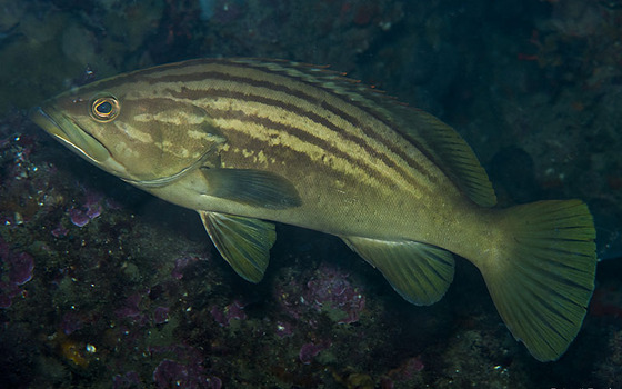 Epinephelus Costae