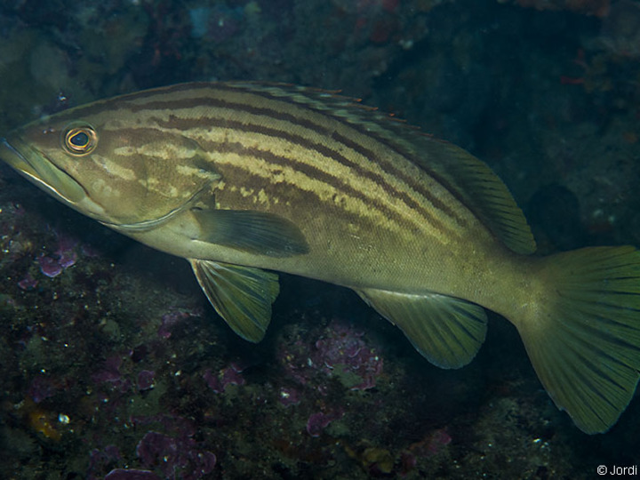 Epinephelus Costae