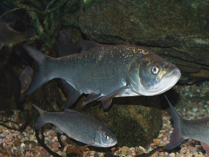 Asp