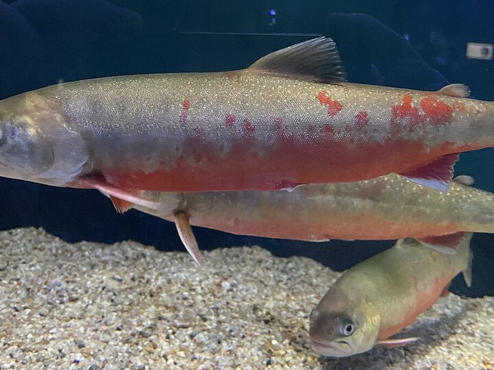 Arctic char