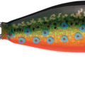 Brook Trout