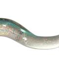 Chameleon Eel