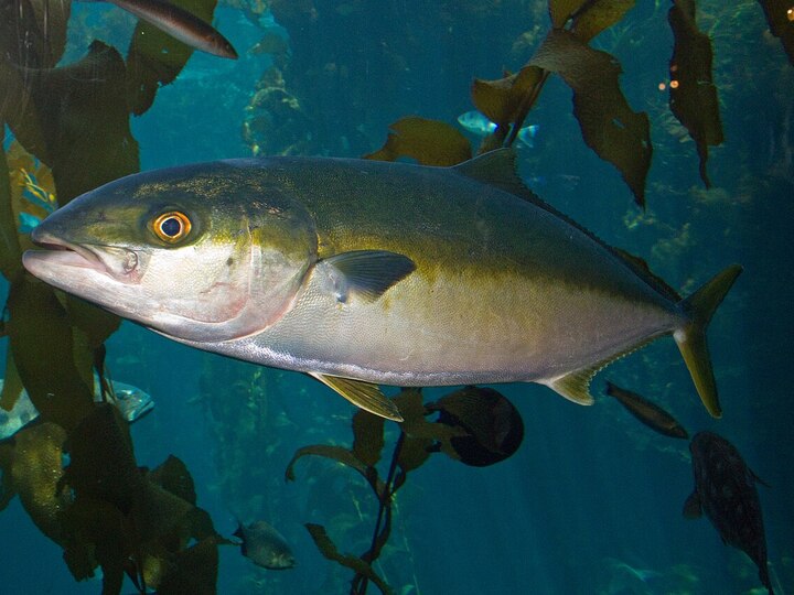 California yellowtail
