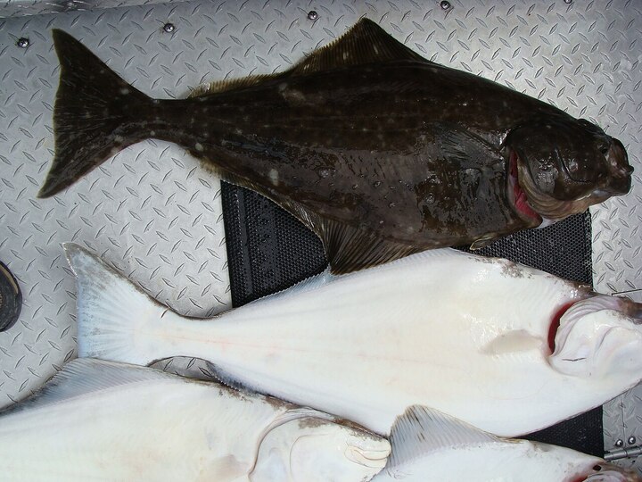 Pacific halibut