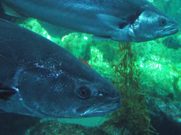 White seabass