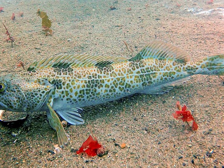 長蛇齒單線魚