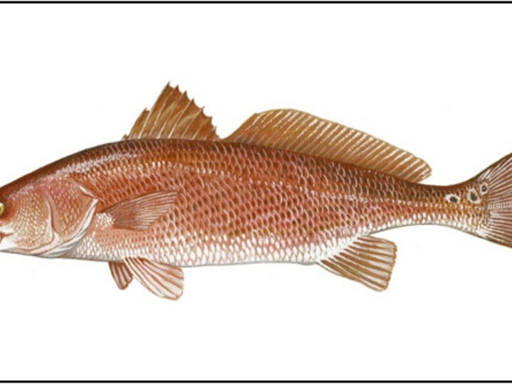 Red drum