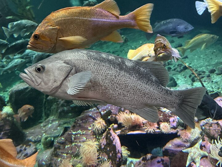 Black rockfish