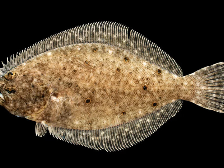 Летний паралихт