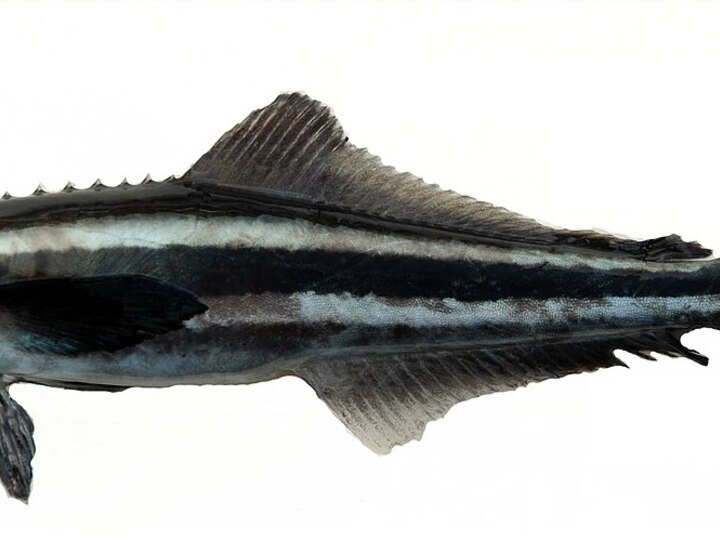 Cobia