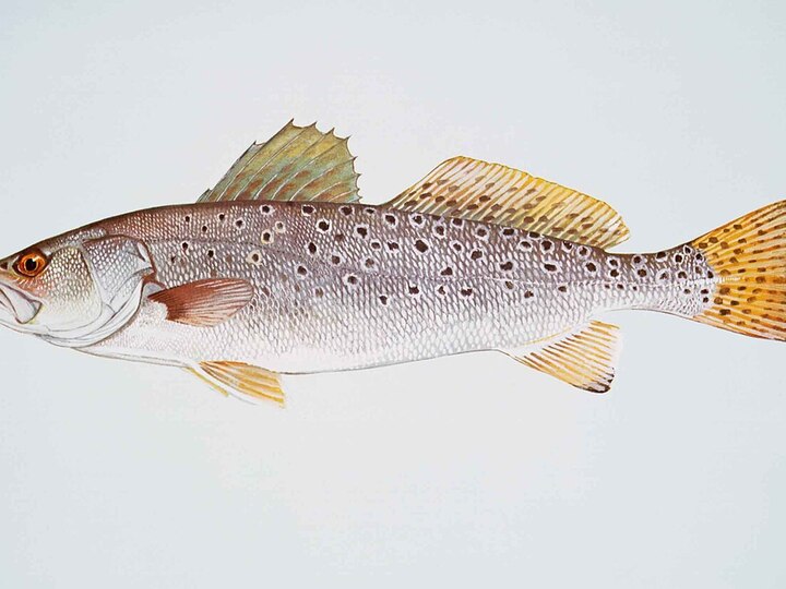 Spotted seatrout