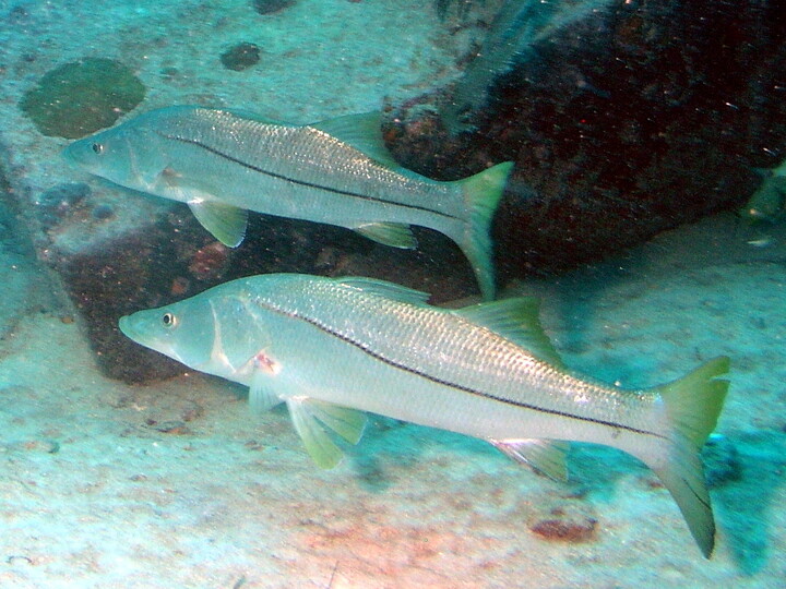 Common snook