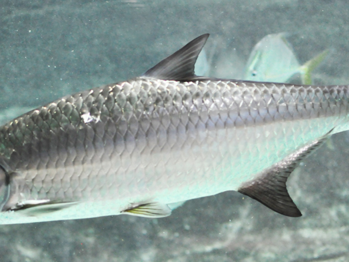 Atlantic tarpon