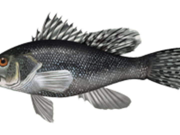 Black sea bass