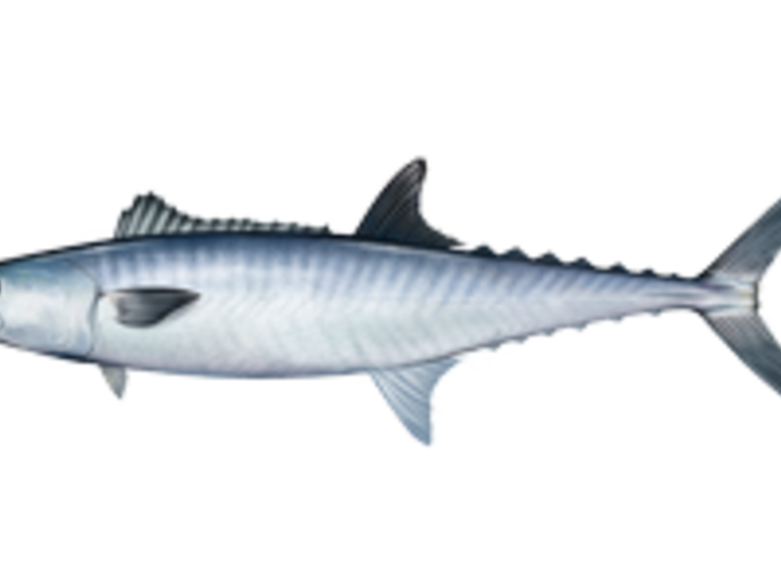King mackerel