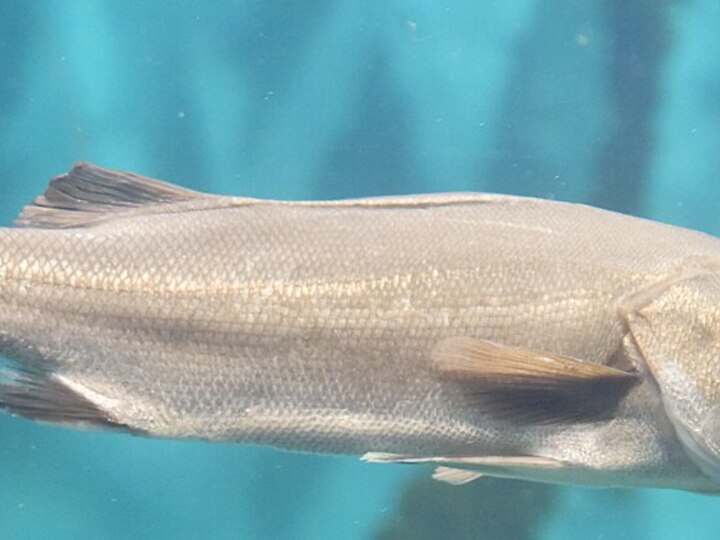 Japanese sea bass