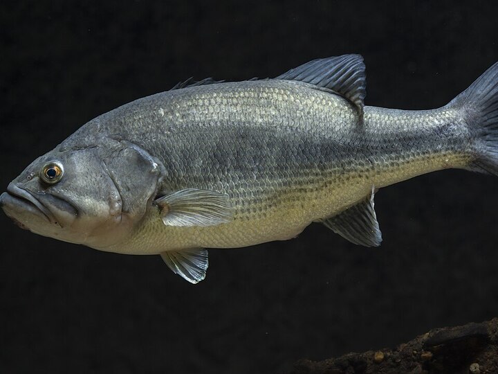 Largemouth bass