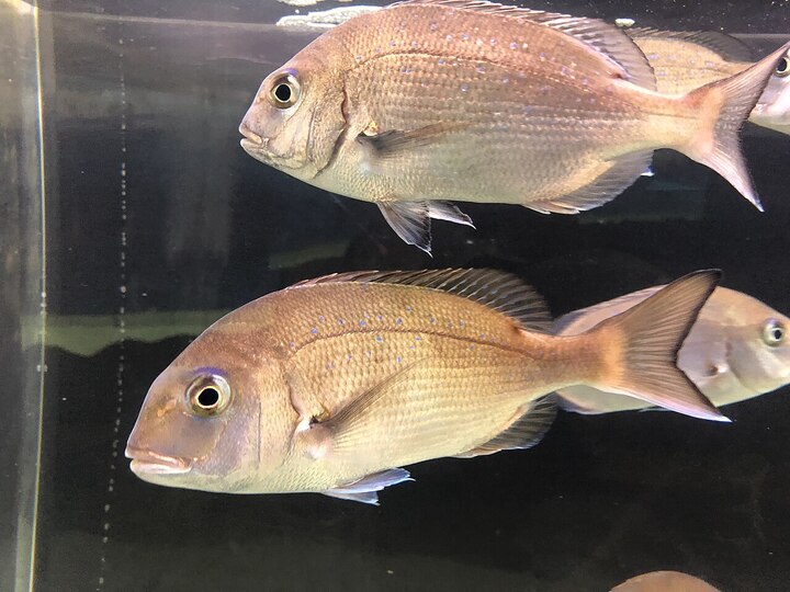 Japanse goudbrasem