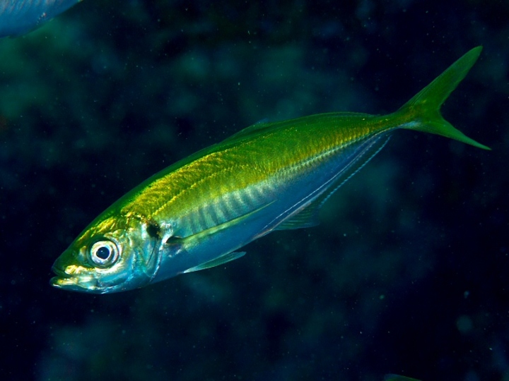 Japanese horse mackerel