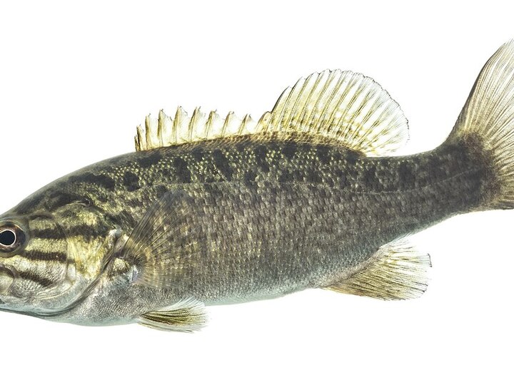 Smallmouth bass