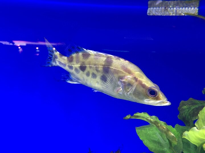 Mandarin fish