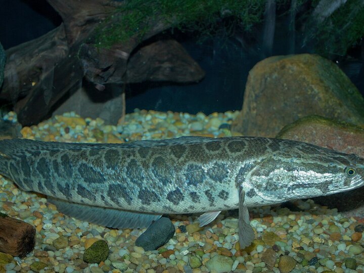 Northern snakehead