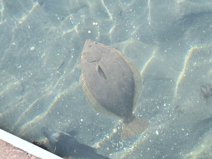 Olive flounder