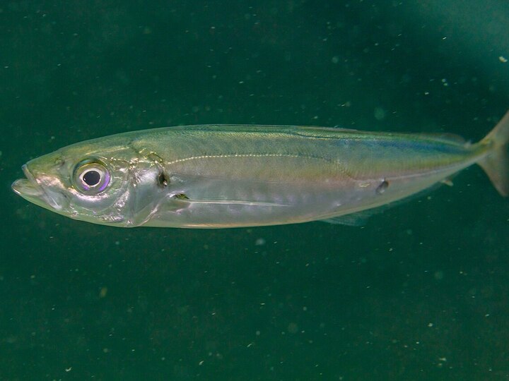 Atlantic horse mackerel