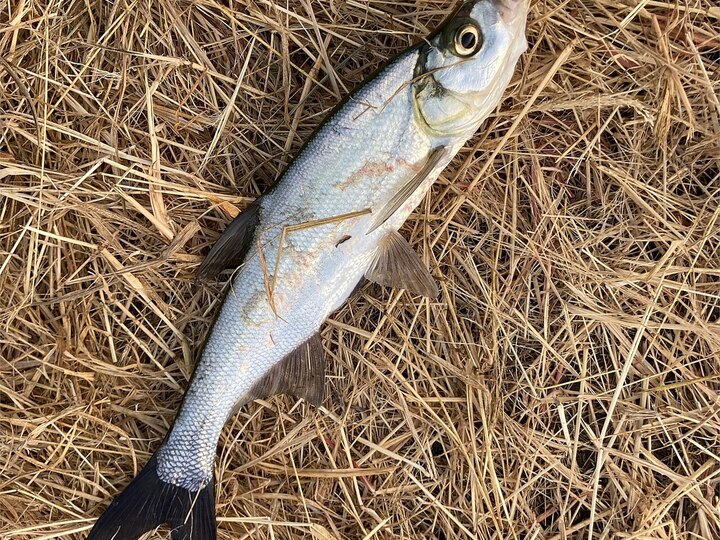 Topmouth culter