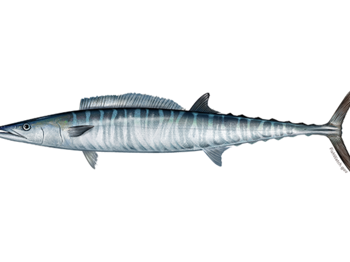 Wahoo