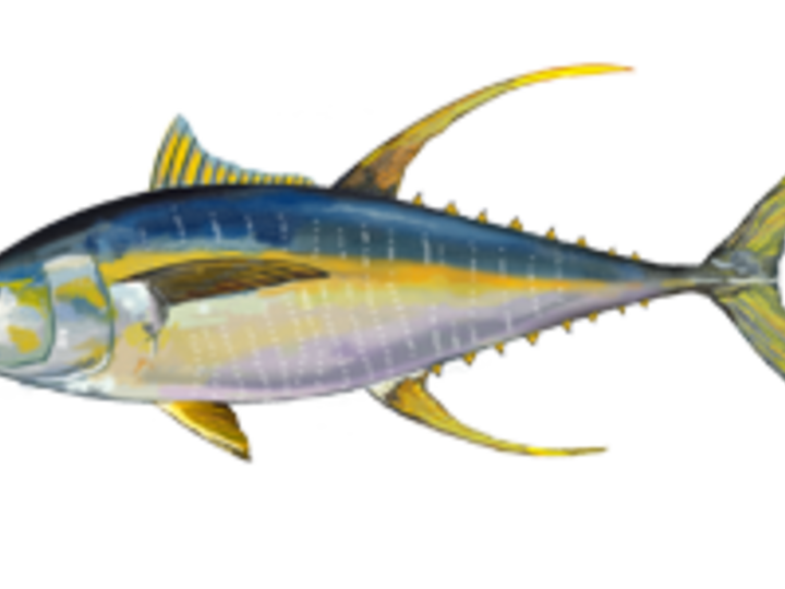 Yellowfin tuna