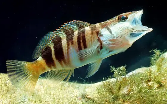 Serranus Scriba