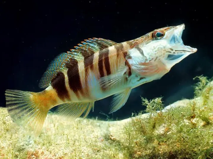 Serranus Scriba