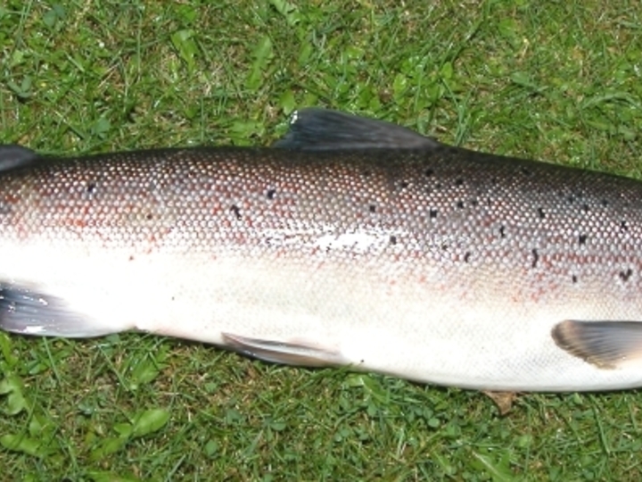 Atlantische zalm