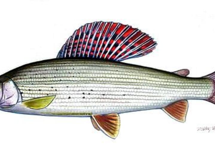 Grayling