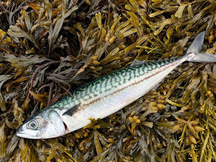 Atlantic mackerel